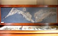 Steneosaurus bollensis , fossil type of ancient crocodile found in Boll, Württemberg at Teylers Museum. Haarlem, Netherlands.
