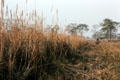 Tourists staying at Tiger Tops ride elephants through thick grass in hopes of seeing tigers in Chitwan National Park. Nepal.