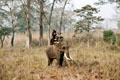 Group rides Asian elephant in Chitwan National Park. Nepal.