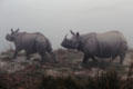 Rhinos walk through fog in Chitwan National Park. Nepal.