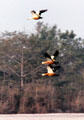 Geese fly above river in Chitwan National Park. Nepal.