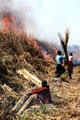 Harvesting reeds for roofs & fodder from Chitwan National Park. Nepal.