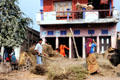 People flail grass harvest in a village near Meghauli. Nepal