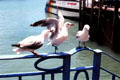 Trio of red-billed gulls rest on a rail. Auckland, New Zealand.