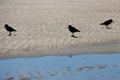 Variable Oystercatchers forage sand on Waipu River. New Zealand.