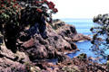 Rocks along the coastline of Tiritiri Matangi with red New Zealand Christmas Trees. New Zealand.