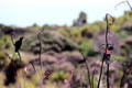 North Island saddleback birds feeding in Tiritiri Matangi. New Zealand.
