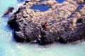 Maori gather treasures from the sea at Muriwai Beach, west of Auckland. New Zealand.