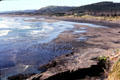 Looking northwards at Muriwai Beach. New Zealand.
