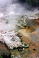Bubbling volcanic steam vents in Rotorua. New Zealand