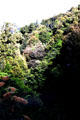 Plant life along road from Papiriki to Raetihi. New Zealand.