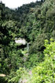 Dense vegetation along the Whanganui River Road. New Zealand.
