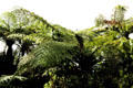 Primitive ferns along Whanganui River Road. New Zealand.