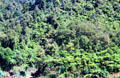 Whanganui River fern forests. New Zealand.