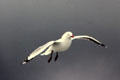 Red Bill Gull as seen from the ferry to South Island. New Zealand.