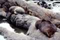 Seals resting on rock north of Kaikoura. New Zealand.