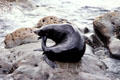 Seal beside the road north of Kaikoura. New Zealand.