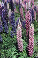 Lupins near Mount Cook. New Zealand.