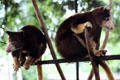 Tree kangaroos in captivity in Madang. Papua New Guinea