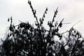 Fruit bats hang from a tree in Madang. Papua New Guinea