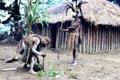 Chimbu villagers demonstrate planting techniques. Papua New Guinea.