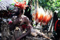 Bird of paradise feathers used in rituals at the courtship village. Papua New Guinea.