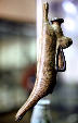 Etruscan rabbit vial in Vatican Museum. Vatican City.