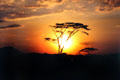 Sunset behind tree in Serengeti National Park. Tanzania.