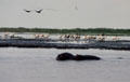 Hippos, Pelicans & Cormorants gather at Hippo Pool in Lake Manyara National Park. Tanzania.