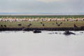 Hippos wade in Hippo Pool in front of flock of Pelicans in Lake Manyara National Park. Tanzania.