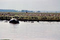 Half visible hippo in the Hippo Pool in Lake Manyara National Park. Tanzania.