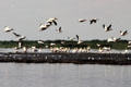 Pelicans fly over Hippo Pool in Lake Manyara National Park. Tanzania.