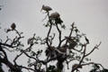 Pelicans & Cormorants nest in trees of Lake Manyara National Park. Tanzania.
