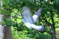 Wood Pigeon in flight at Scottish National Gallery of Modern Art. Edinburgh, Scotland.