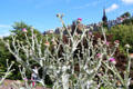 Thistle in Princes Street Gardens. Edinburgh, Scotland.