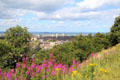 Calton Hill flowers with Leith beyond. Edinburgh, Scotland.