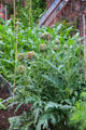 Type of artichoke in gardens at Holmwood. Glasgow, Scotland.