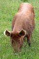 Pig at National Museum of Rural Life. Kittochside, Scotland.