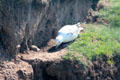 Fulmar <i>Fulmarus glacialisat</i> nesting on cliff near Tantallon Castle. Scotland.
