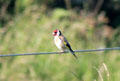 Goldfinch <i>Carduelis carduelis</i> near Tantallon Castle. Scotland.