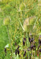 Teasels in garden at Culross Palace. Culross, Scotland.