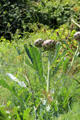 Artichokes in garden at Culross Palace. Culross, Scotland.