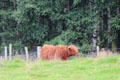 Highland cow at Highland Folk Museum. Newtonmore, Scotland.