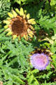 Sunflower & artichoke flower in garden at Chastleton House. Moreton-in-Marsh, England.