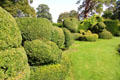 Grouping of topiary on lawn at Chastleton House. Moreton-in-Marsh, England.