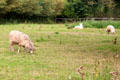 Sheep grazing in pasture on edge of town. Lower Slaughter, England.