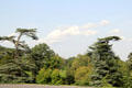 Tall cedars of Lebanon at Sezincote. Moreton-in-Marsh, England.