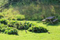Pheasants roaming the lawn at Chedworth Roman Villa. England.