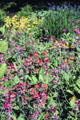 Flowers at Mount Stewart House. Northern Ireland.