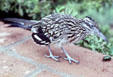 Road Runner. AZ.